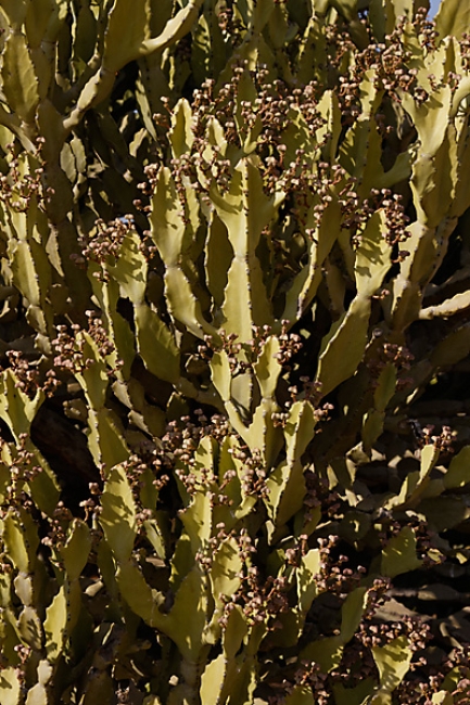 Pagan-Phaya Thon Zu-044